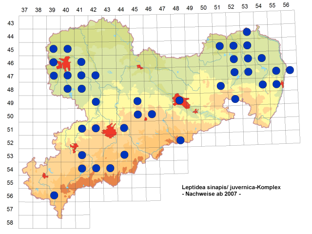 Vorkommen von Leptidae ssp. in Sachsen ab 2007