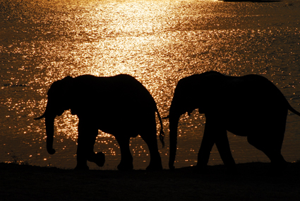 Elefanten am Chobe-Fluss