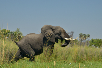 aufgeschreckter Elefant (BOT)