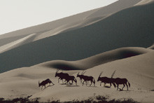 Oryx-Antilopen in den Dünen beim Sossusvlei