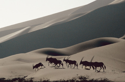Oryx-Antilopen in den Dünen beim Sossusvlei