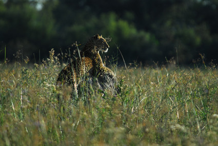 Leopard am Khwai