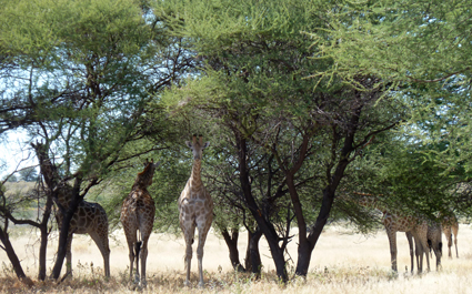 junge Giraffen