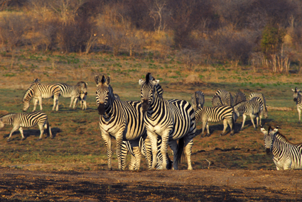 Zebras an der Dopi Pan