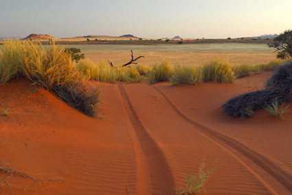 in Namib Rand