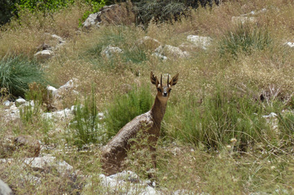 Klipspringer in der Naukluft