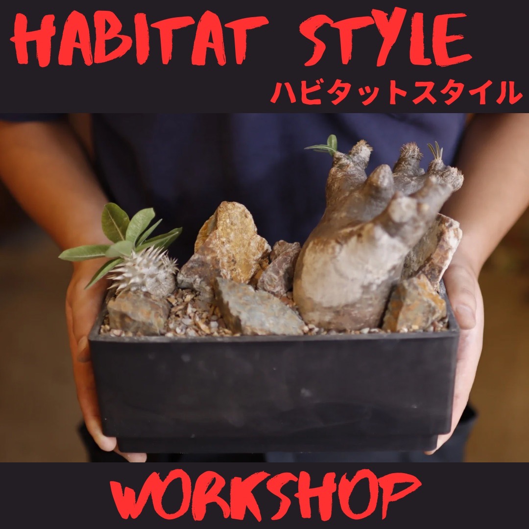 ハビタットスタイルWSのご案内