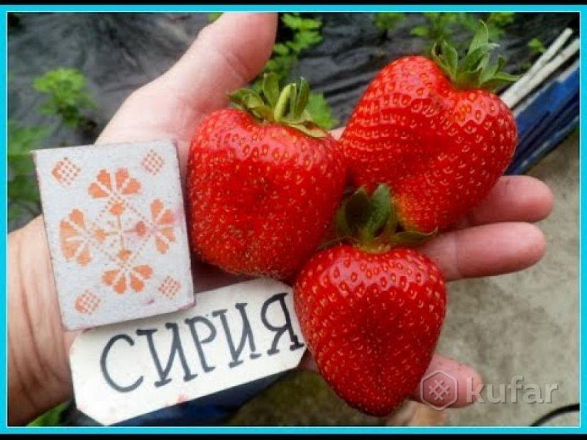 Характеристика сорта клубники сирия. Сорт клубники Сирия. Земляника сорт Сирия.