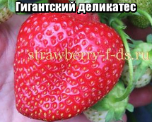 Сорт клубники веденсвил фото описание. image. Сорт клубники веденсвил фото описание фото. Сорт клубники веденсвил фото описание-image. картинка Сорт клубники веденсвил фото описание. картинка image. Cуперранний сорт клубники Pанний сорт клубники