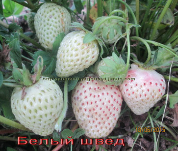 Купить Белый Швед Саженцы Клубника В Екатеринбурге