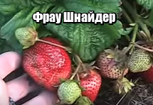 Сорт клубники веденсвил фото описание. image. Сорт клубники веденсвил фото описание фото. Сорт клубники веденсвил фото описание-image. картинка Сорт клубники веденсвил фото описание. картинка image. Cуперранний сорт клубники Pанний сорт клубники