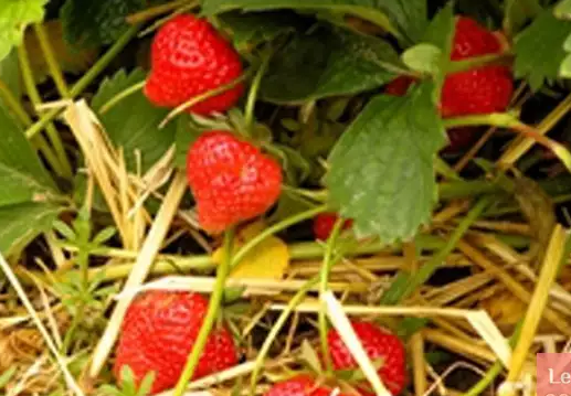 Клубника ремонтантная крапо. Садовая земляника (клубника) сельва (ремонтантная). Сельва сорт земляника. Земляника садовая ремонтантная сорта. Вкусный сорт ремонтантной клубники.