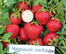 Сорт клубники веденсвил фото описание. image. Сорт клубники веденсвил фото описание фото. Сорт клубники веденсвил фото описание-image. картинка Сорт клубники веденсвил фото описание. картинка image. Cуперранний сорт клубники Pанний сорт клубники