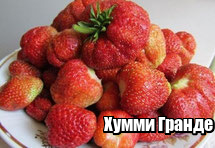 Сорт клубники веденсвил фото описание. image. Сорт клубники веденсвил фото описание фото. Сорт клубники веденсвил фото описание-image. картинка Сорт клубники веденсвил фото описание. картинка image. Cуперранний сорт клубники Pанний сорт клубники