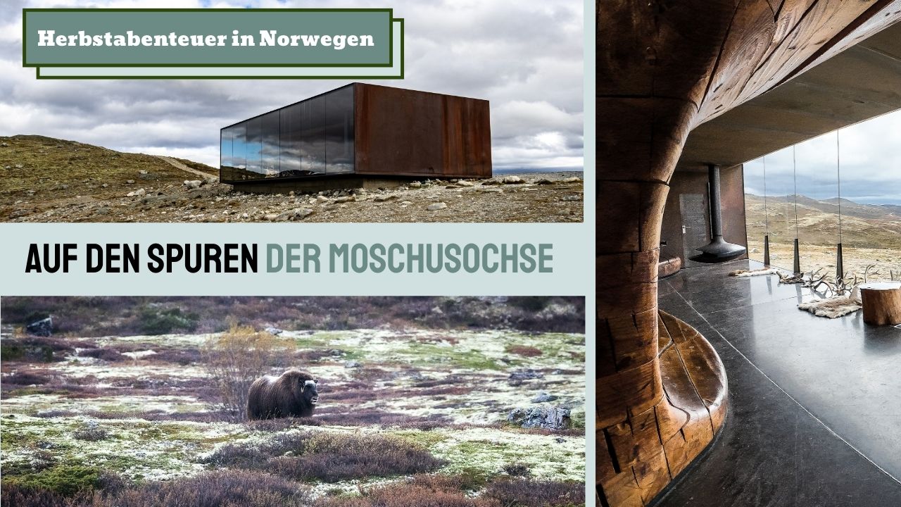#48 Wildes Norwegen Snøhetta und Moschusochsen im Dovrefjell | Herbstabenteuer in SkandinavienTeil 1