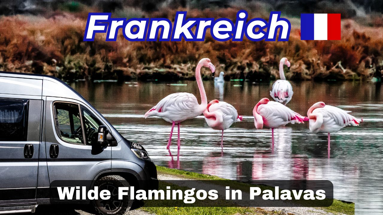 von Spanien nach Frankreich | Platja del Golfet & Flamingos in Palavas-les-Flots