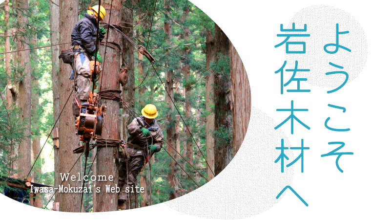 架線集材による林業会社、岩佐木材 有限会社【新潟県村上市山北】