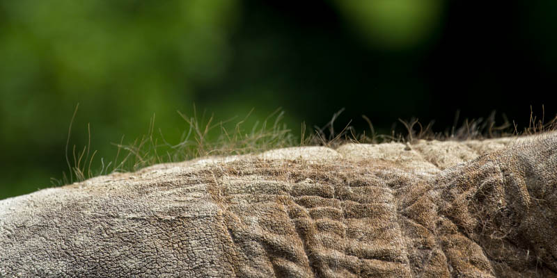 Loxodonta africana