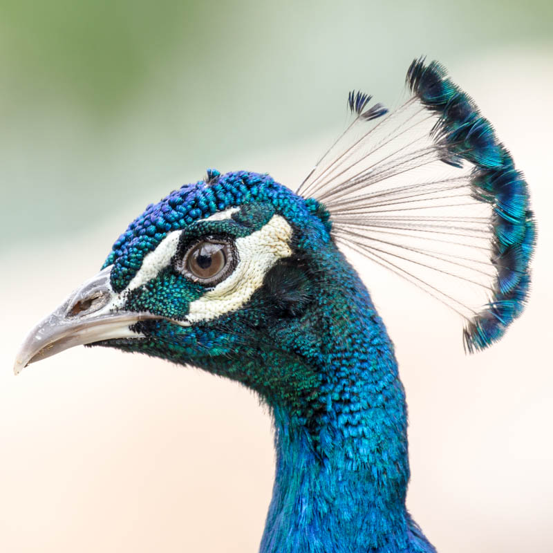 Pavo cristatus