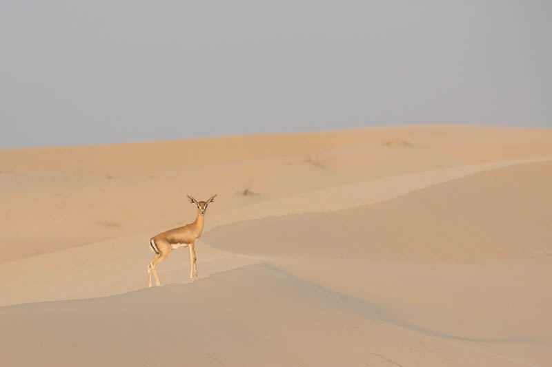 Sandgazelle