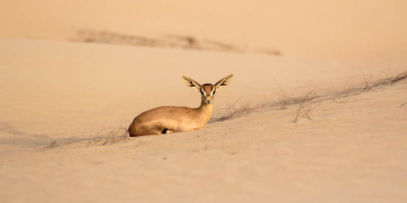 Sandgazelle ruhend