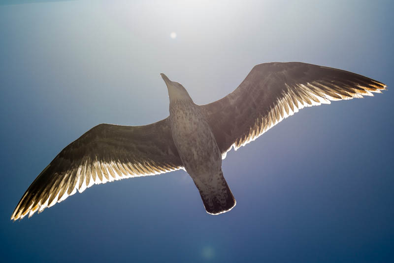 Larus argentatus