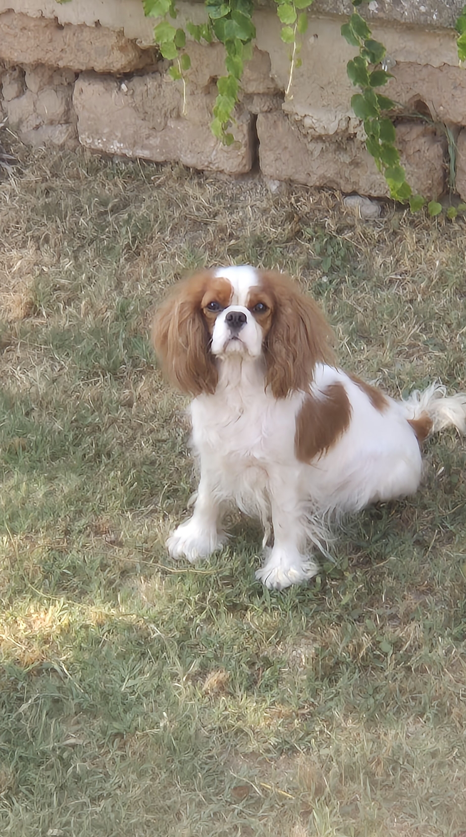 Viola🥰