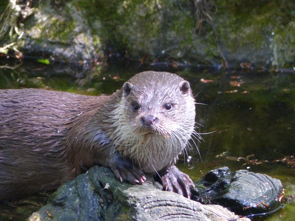 Otter Otter Otter