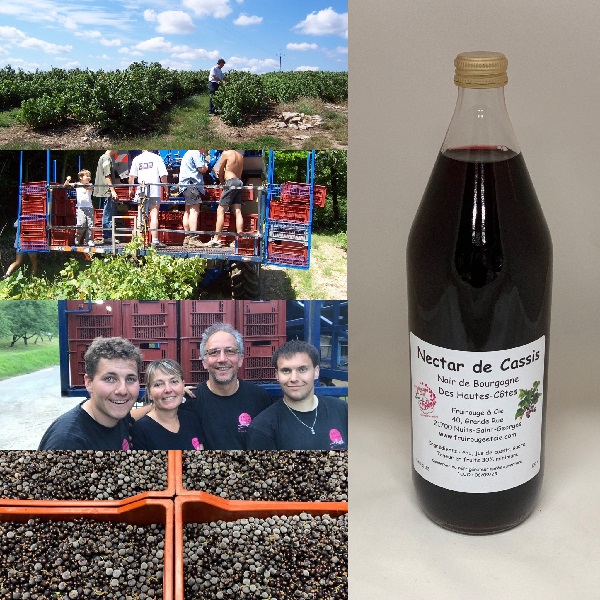 Récolte du cassis Noir de Bourgogne de la famille Olivier et nectar de cassis