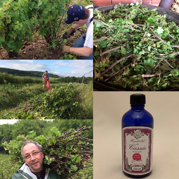 Récolte des feuilles de cassis pour les distiller et obtenir l'Hydrolat de Cassis ou Eau florale au Cassis