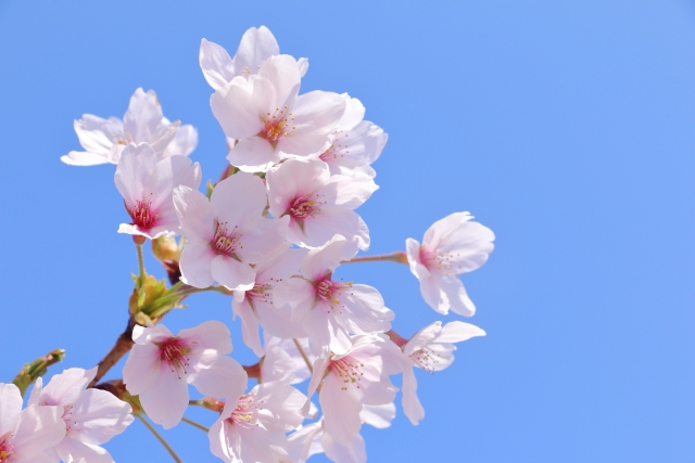春の陽気🌸