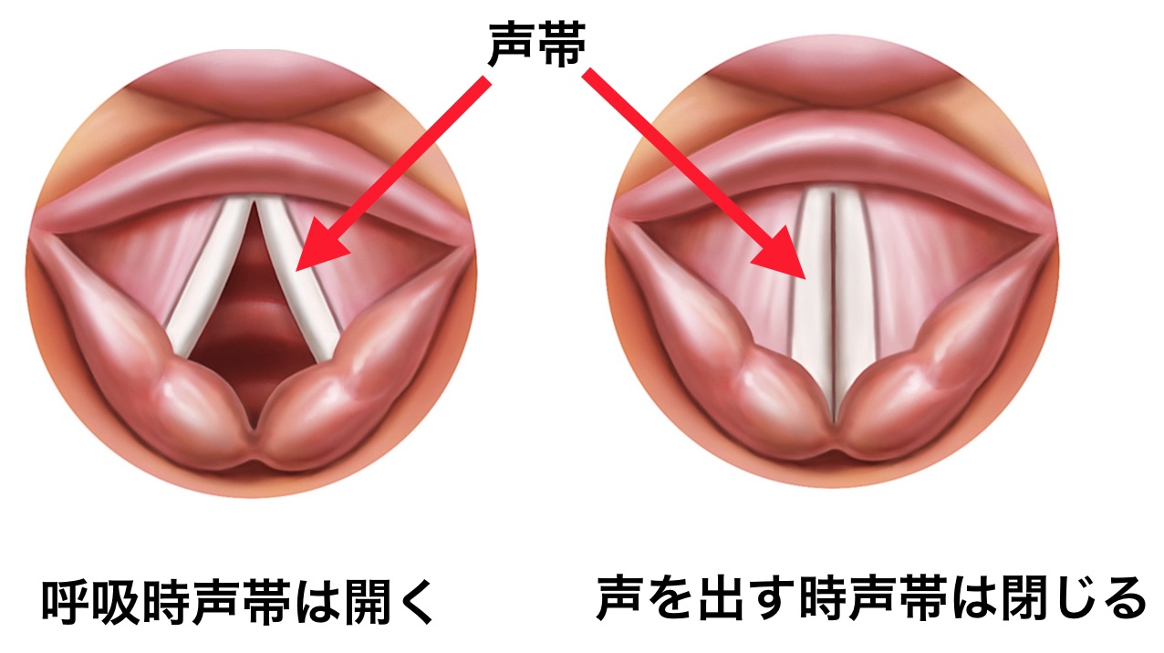 発声の話 パッサージョ 胸声 頭声 ファルセット ミックスボイス ヨナス カウフマンとオペラの魅力