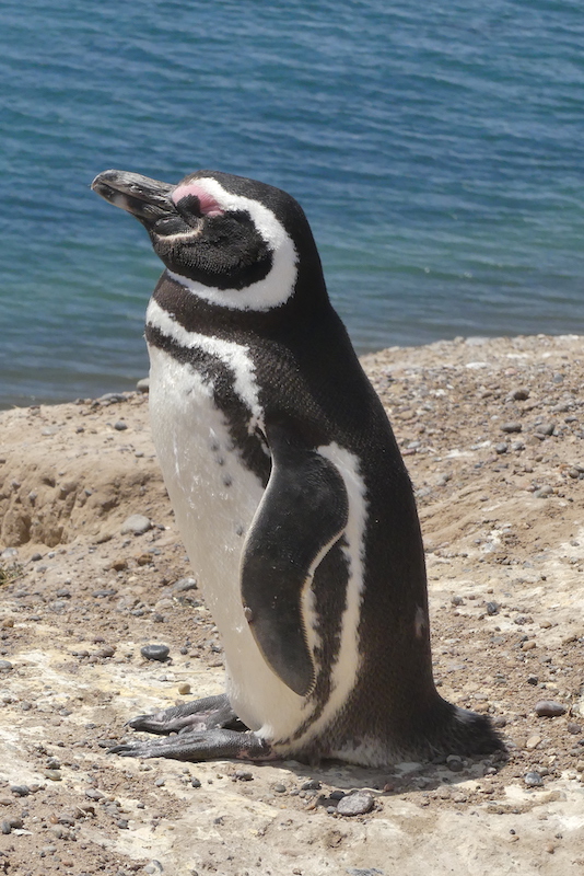 Pingouins de Magallanes