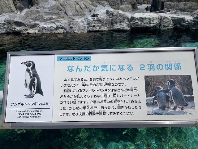 ペンギンの夫婦　