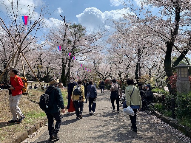 飛鳥山の桜は満開です