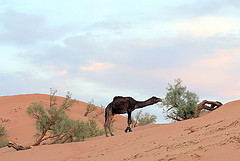 Sahara Salvaje. Sahareando