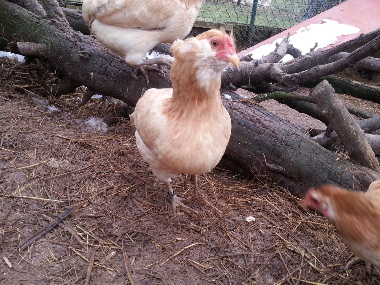 Zwerg-Araucana und Araucana - hühnerzüchter-prestel