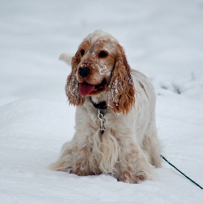 Lynwater cocker spaniels hotsell