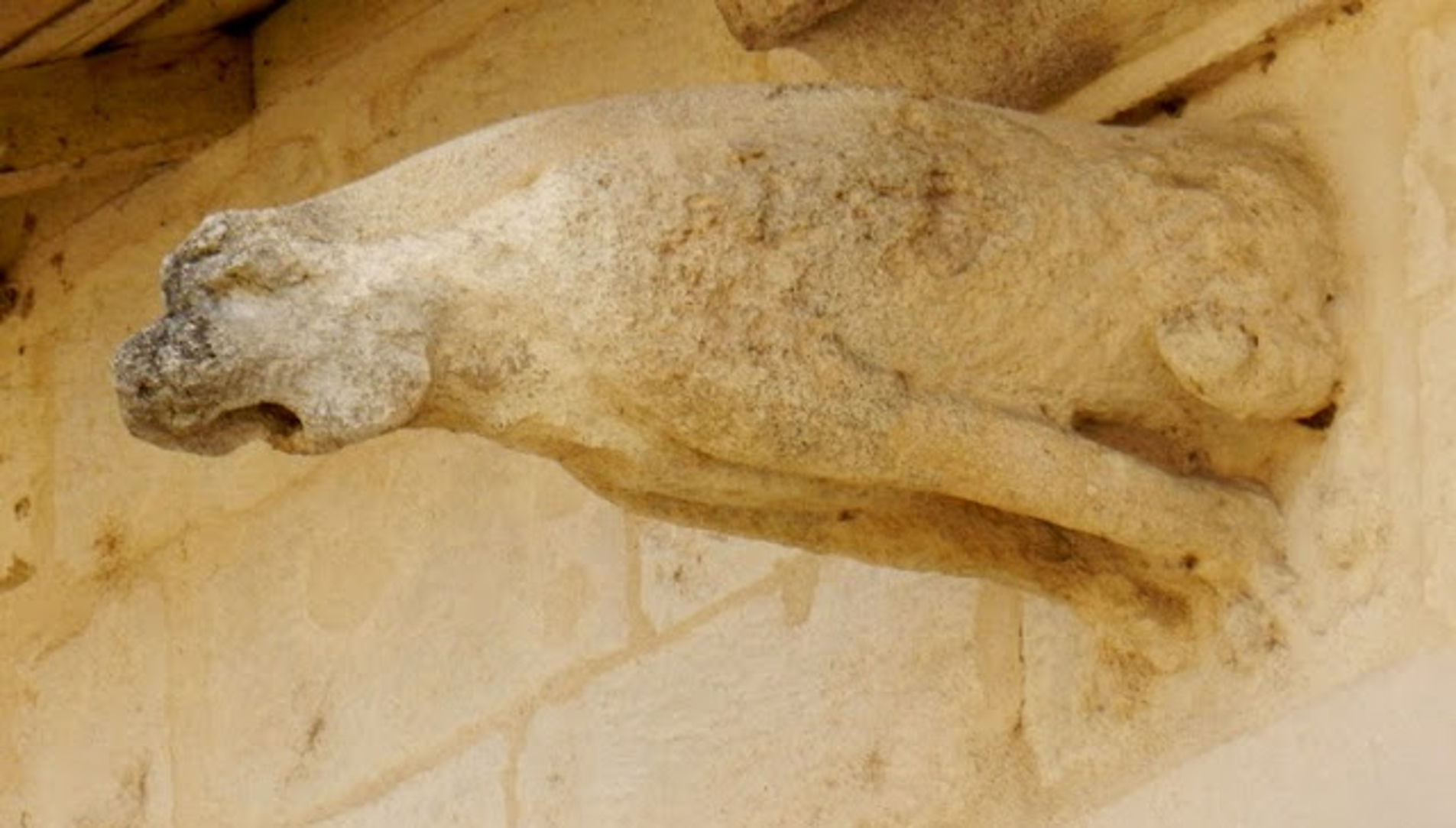 Gargouille sur l'hôtel de Bousmard figurant un lion