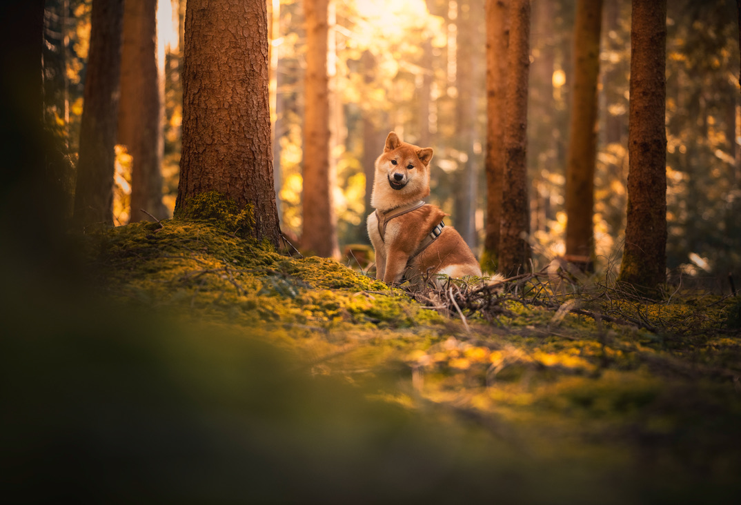 STORY HINTER DEM BILD-Wolfsblut