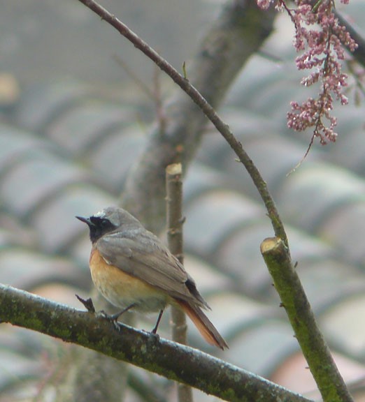 Jeanne du 47, un petit tour sur les chemins et son premier Rouge-queue front-blanc de l'année, Jeanne adore les oiseaux, elles les peint si bien.