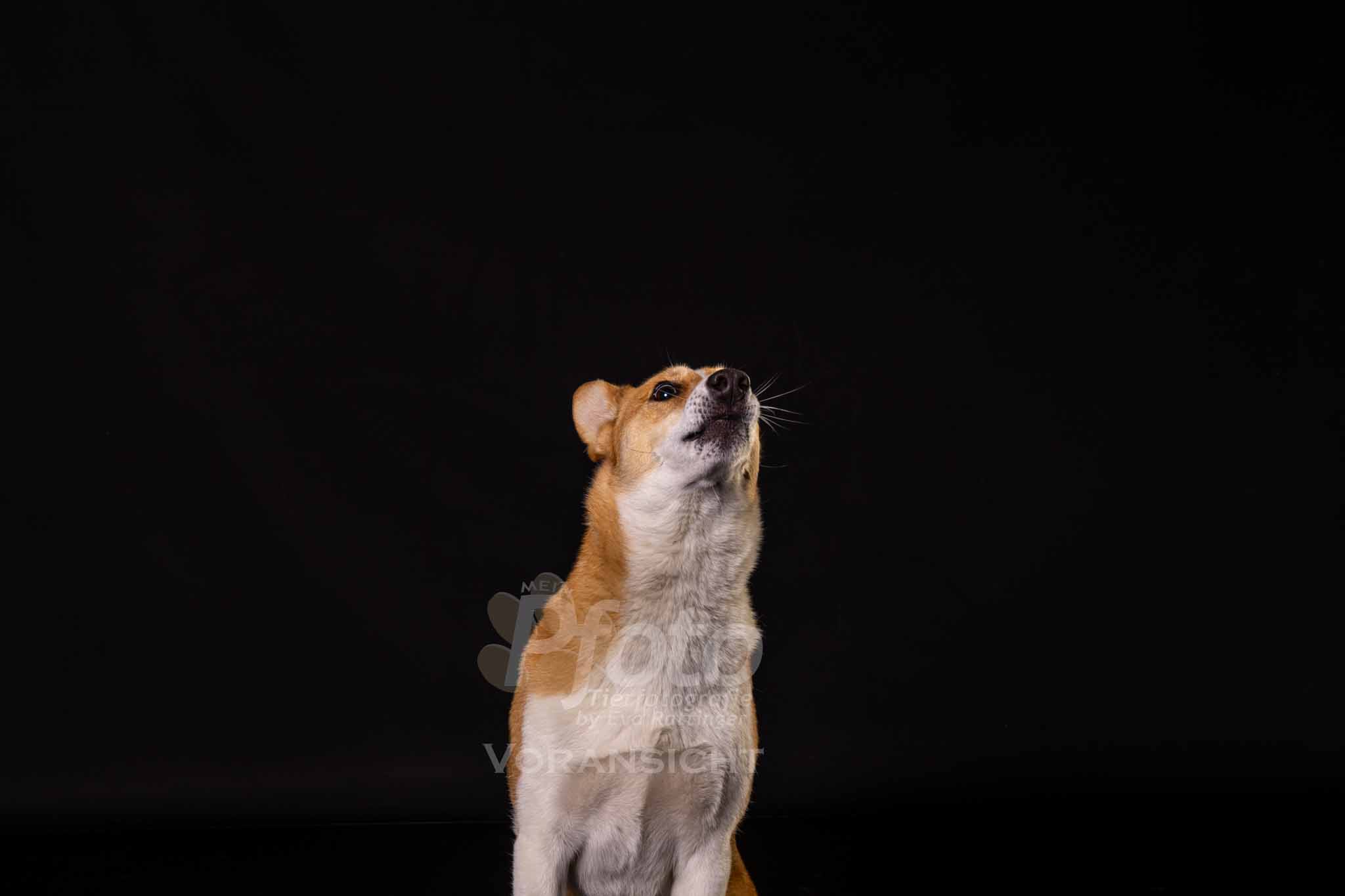 729