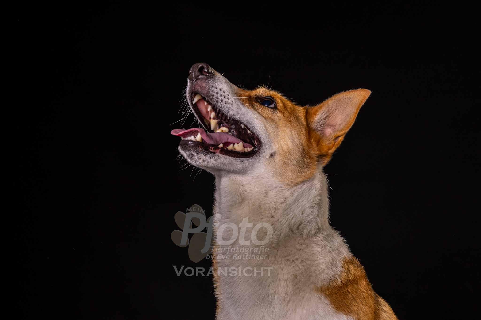 775