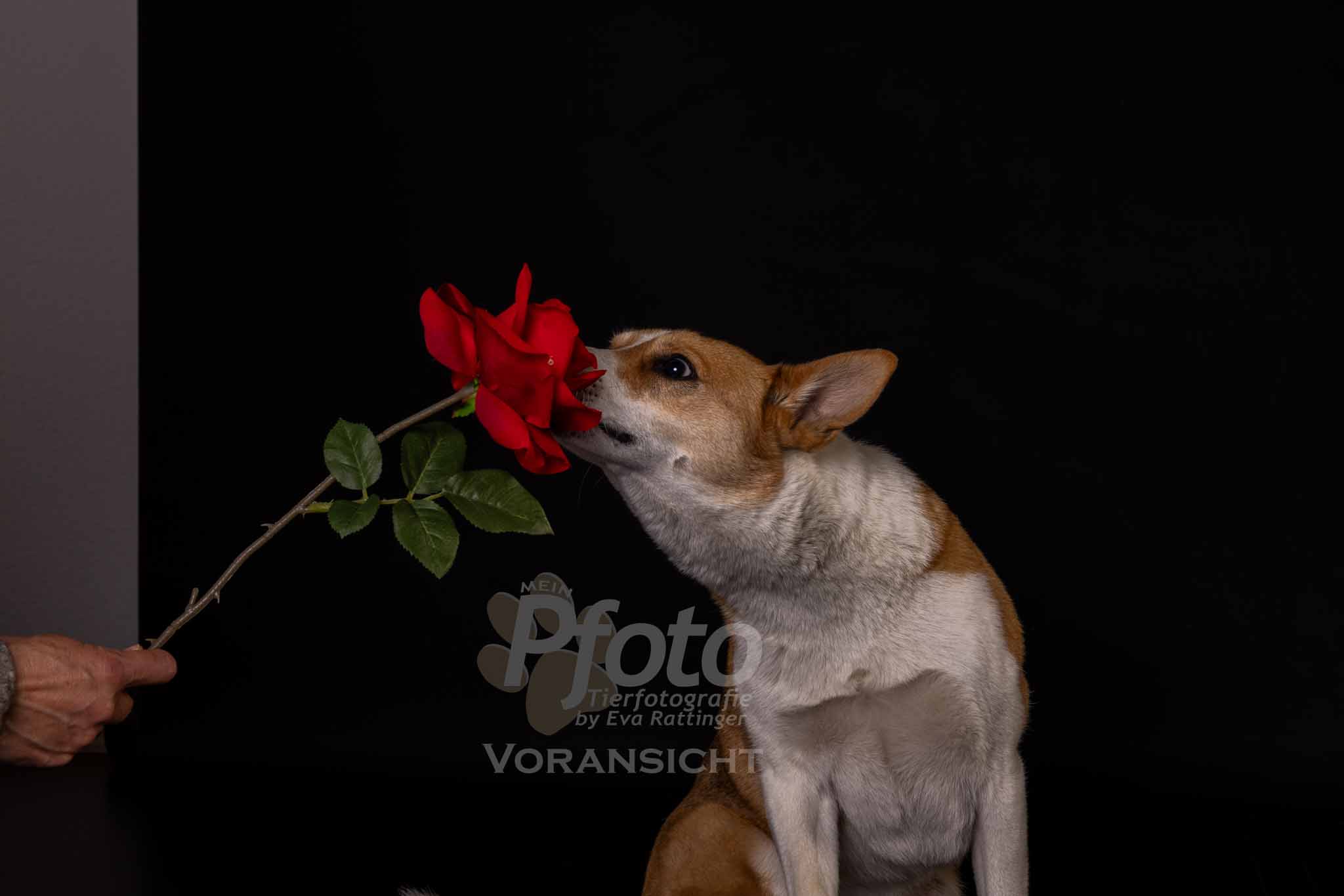 753