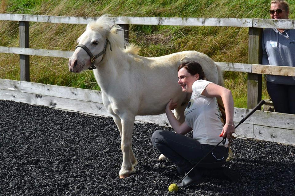 Rascal from East Devon Riding School learning to nose target and getting rewarded with scratches. (Photo by Millie Moore)
