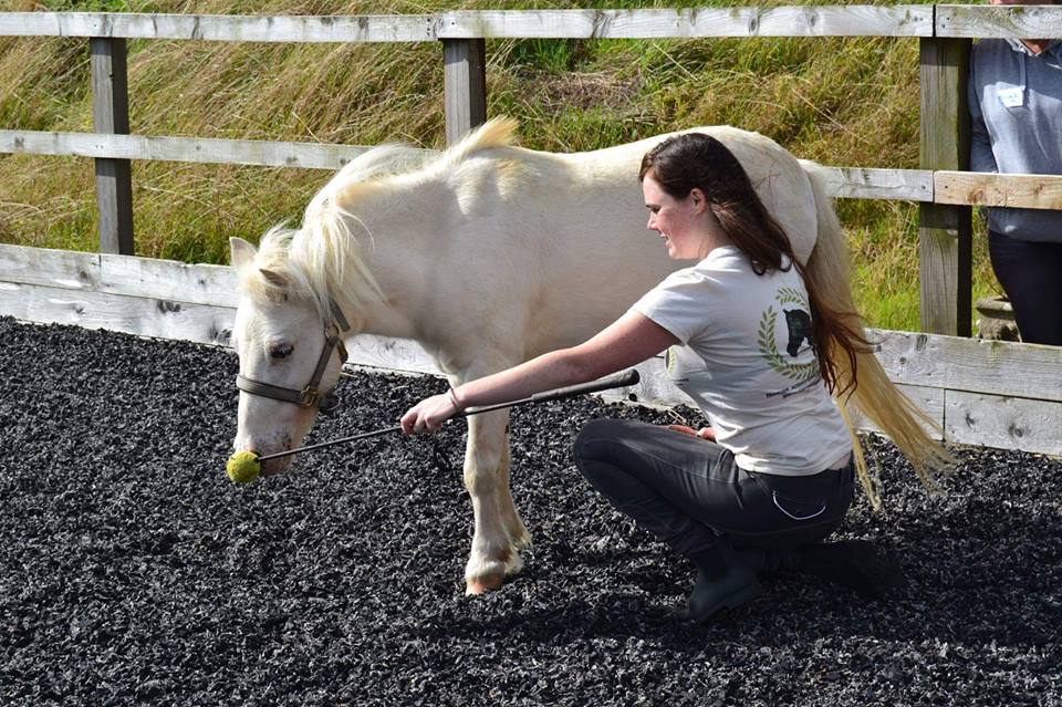 Rascal from East Devon Riding School learning to nose target and getting rewarded with scratches. (Photo by Millie Moore)