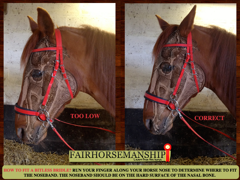 FITTING A BITLESS BRIDLE FairHorsemanship