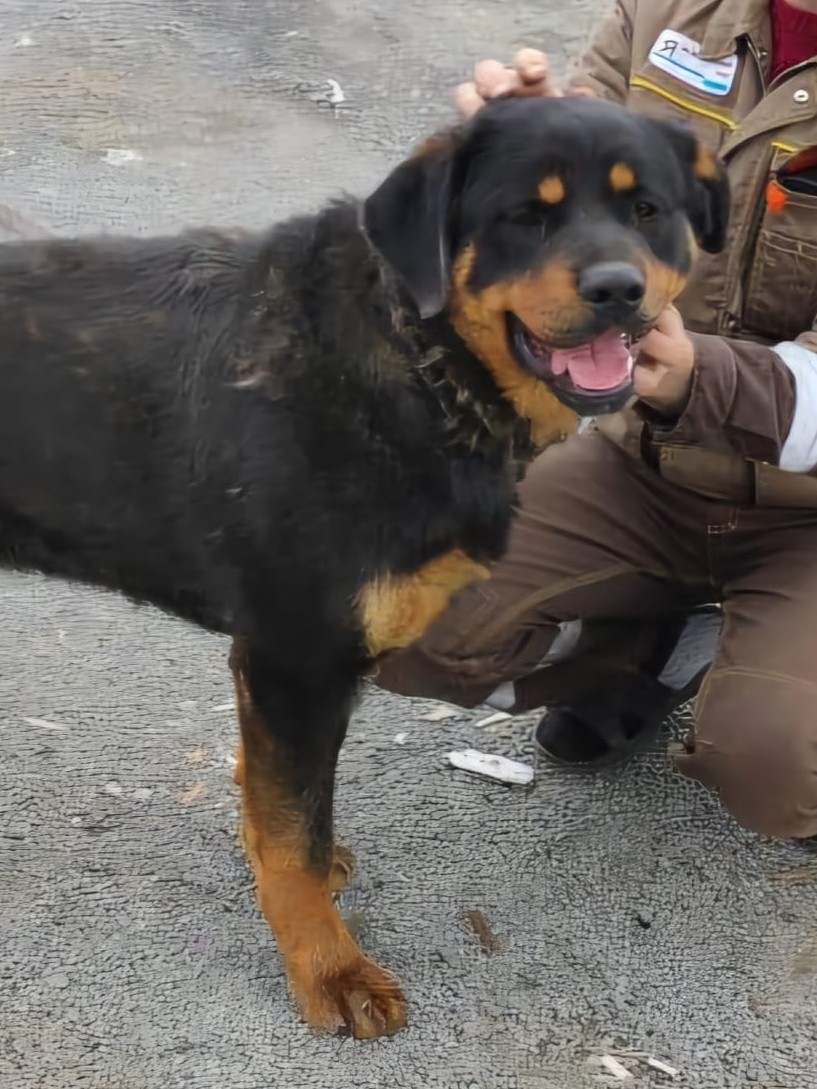 Tyson
