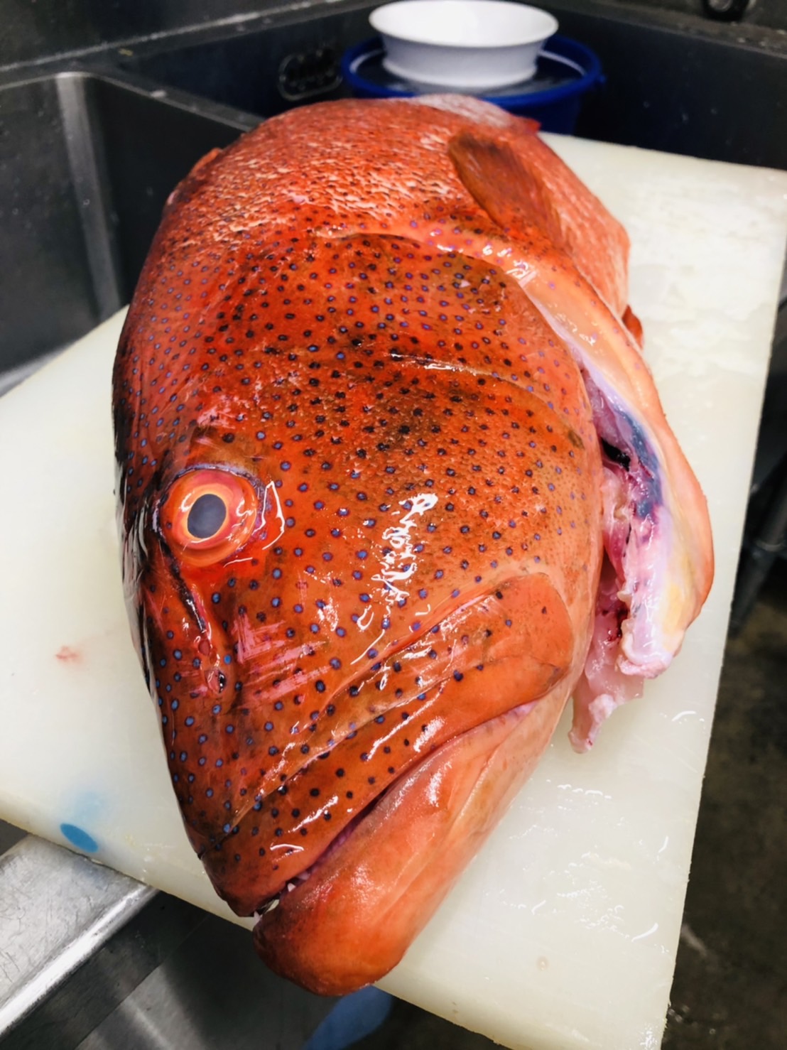 鹿児島産東星紅石班魚（スジアラ）