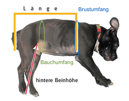 Der Hund wird für einen Rollstuhl für Hunde gemessen.